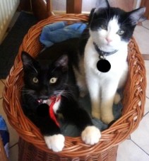 Our First Two Kitties