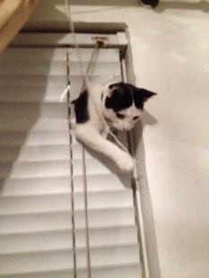 Cat the Younger Being Daft